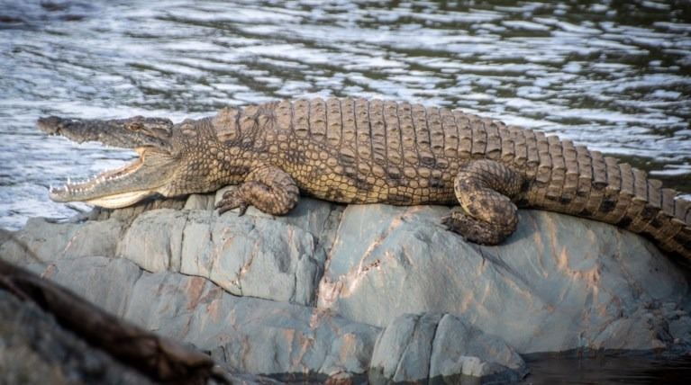 Ινδονησία: Κροκόδειλος κατασπάραξε 10χρονο αγόρι σε ποτάμι