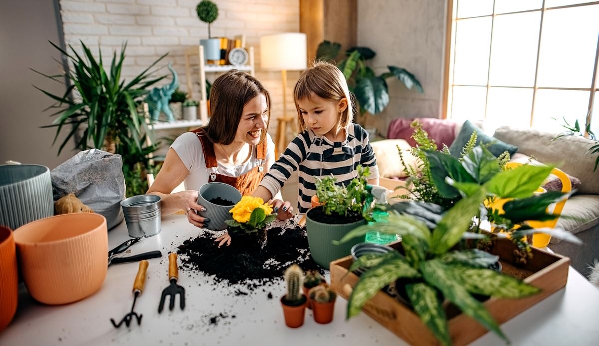 Αυτό το φυτό που φέρνει τύχη αλλά όλοι είχαν ξεχάσει, επιστρέφει στα σπίτια μας το 2026