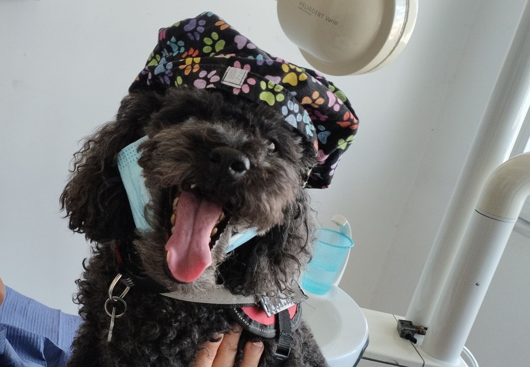 Άριελ: Η σκυλίτσα με "πτυχίο" θεραπευτικής υποστήριξης που διώχνει το άγχος των ασθενών σε οδοντιατρείο