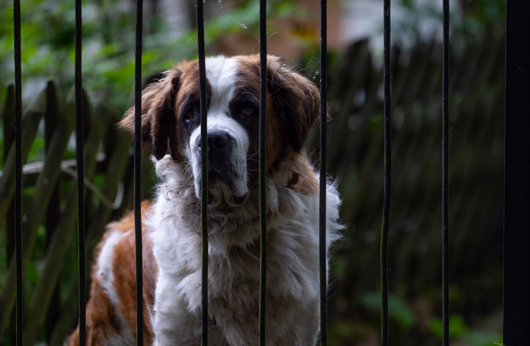 "Έχει παντού τρυπούλες": Άγρια επίθεση σκύλου σε 12χρονο